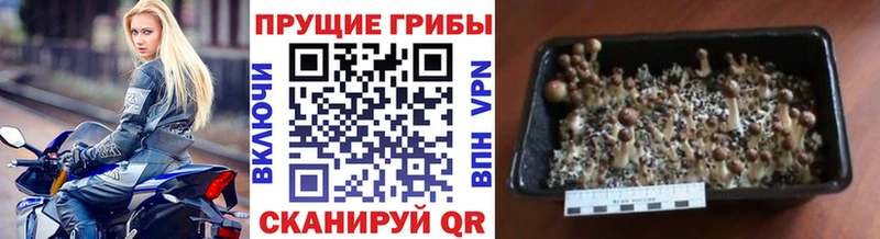 цена наркотик  Облучье  блэк спрут ссылка  Галлюциногенные грибы MAGIC MUSHROOMS 